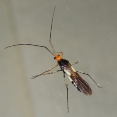 Rayieria basifer (Braconid-mimic plant bug) at Conder, ACT - 19 Mar 2015 by michaelb