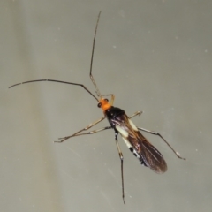 Rayieria basifer (Braconid-mimic plant bug) at Conder, ACT - 19 Mar 2015 by MichaelBedingfield