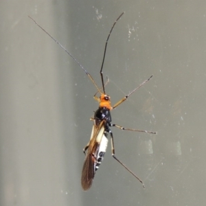 Rayieria basifer at Conder, ACT - 19 Mar 2015 11:32 PM