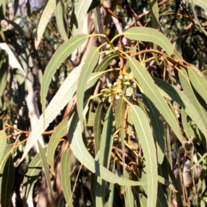 Eucalyptus globulus subsp. bicostata at Lyneham, ACT - 6 Jun 2016