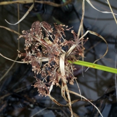 Cyperus eragrostis (Umbrella Sedge) at O'Connor, ACT - 6 Jun 2016 by PeteWoodall