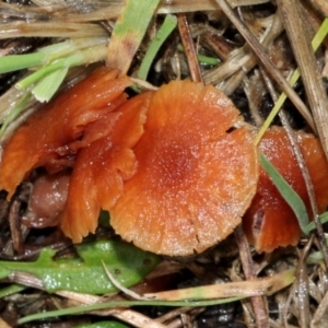 Laccaria sp. at O'Connor, ACT - 6 Jun 2016