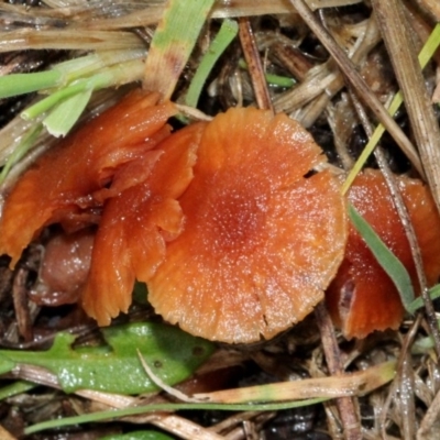 Laccaria sp. (Laccaria) at O'Connor, ACT - 6 Jun 2016 by PeteWoodall