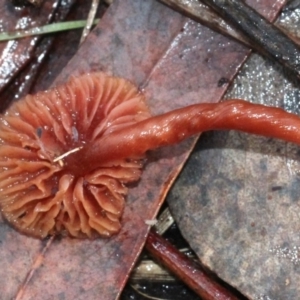 Laccaria sp. at O'Connor, ACT - 6 Jun 2016