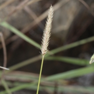 Setaria parviflora at O'Connor, ACT - 6 Jun 2016 03:50 PM