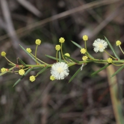Acacia genistifolia (Early Wattle) at O'Connor, ACT - 6 Jun 2016 by PeteWoodall