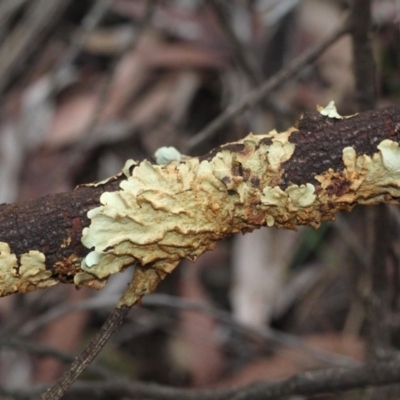 Parmeliaceae (family) (A lichen family) at O'Connor, ACT - 6 Jun 2016 by PeteWoodall