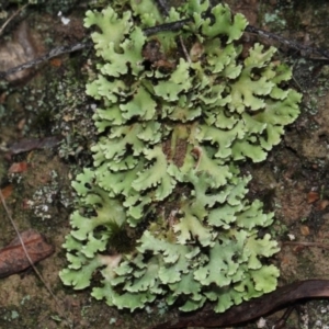 Heterodea sp. at O'Connor, ACT - 6 Jun 2016