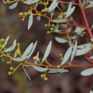 Acacia buxifolia subsp. buxifolia at O'Connor, ACT - 6 Jun 2016 04:00 PM