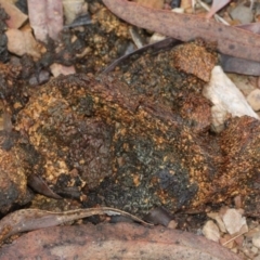 Pisolithus sp. at O'Connor, ACT - 6 Jun 2016 04:03 PM