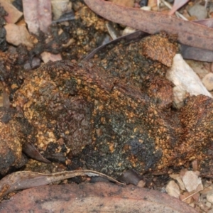 Pisolithus sp. at O'Connor, ACT - 6 Jun 2016