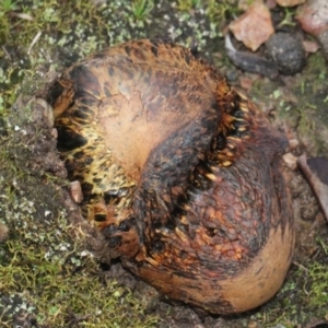 Pisolithus sp. at O'Connor, ACT - 6 Jun 2016