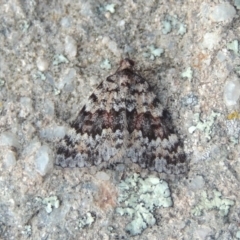 Dichromodes disputata (Scaled Heath Moth) at Greenway, ACT - 18 Oct 2015 by MichaelBedingfield