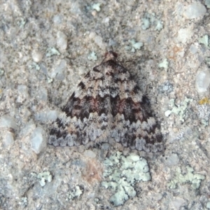 Dichromodes disputata at Greenway, ACT - 18 Oct 2015