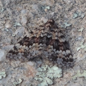 Dichromodes disputata at Greenway, ACT - 18 Oct 2015 07:10 PM