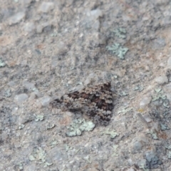 Dichromodes disputata at Greenway, ACT - 18 Oct 2015 07:10 PM