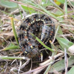 Apina callisto (Pasture Day Moth) at Hume, ACT - 23 Aug 2014 by MichaelBedingfield