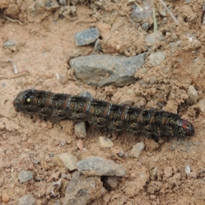 Apina callisto at Hume, ACT - 23 Aug 2014