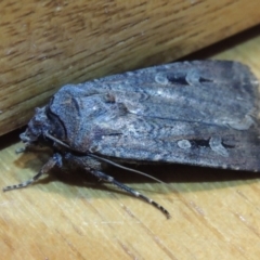 Agrotis infusa (Bogong Moth, Common Cutworm) at Conder, ACT - 26 Oct 2015 by michaelb