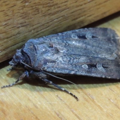 Agrotis infusa (Bogong Moth, Common Cutworm) at Conder, ACT - 26 Oct 2015 by MichaelBedingfield