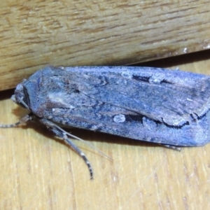 Agrotis infusa at Conder, ACT - 26 Oct 2015