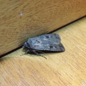 Agrotis infusa at Conder, ACT - 26 Oct 2015