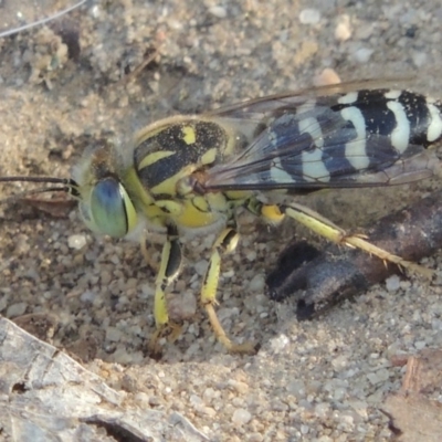 Bembix sp. (genus) (Unidentified Bembix sand wasp) at Paddys River, ACT - 11 Jan 2016 by michaelb
