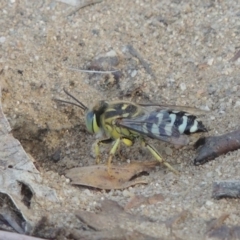 Bembix sp. (genus) at Paddys River, ACT - 11 Jan 2016