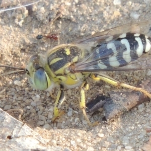 Bembix sp. (genus) at Paddys River, ACT - 11 Jan 2016