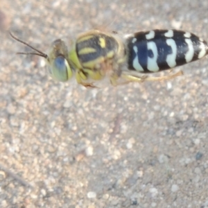 Bembix sp. (genus) at Paddys River, ACT - 11 Jan 2016