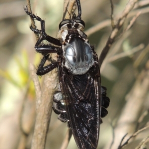 Blepharotes splendidissimus at Greenway, ACT - 16 Jan 2016