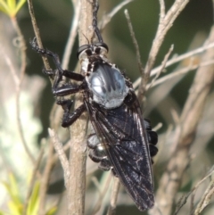 Blepharotes splendidissimus at Greenway, ACT - 16 Jan 2016