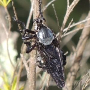 Blepharotes splendidissimus at Greenway, ACT - 16 Jan 2016