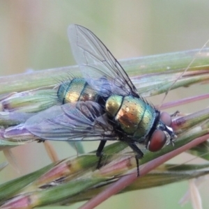 Lucilia cuprina at Conder, ACT - 5 Feb 2015 06:29 PM