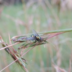 Lucilia cuprina at Conder, ACT - 5 Feb 2015