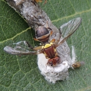 Bactrocera (Bactrocera) tryoni at Conder, ACT - 4 Mar 2015