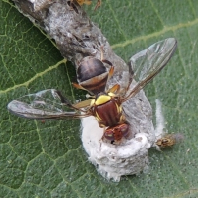 Bactrocera (Bactrocera) tryoni (Queensland fruit fly) at Pollinator-friendly garden Conder - 4 Mar 2015 by michaelb