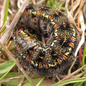 Apina callisto at Hume, ACT - 23 Aug 2014