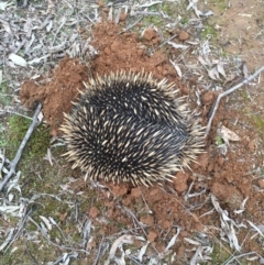 Tachyglossus aculeatus (Short-beaked Echidna) at Mulligans Flat - 19 Aug 2016 by CedricBear