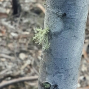 Usnea sp. (genus) at Jerrabomberra, NSW - 19 Aug 2016 07:13 AM