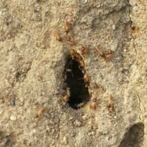 Nasutitermes (genus) at Jerrabomberra, NSW - suppressed