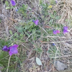 Echium plantagineum (Paterson's Curse) at Jerrabomberra, NSW - 18 Aug 2016 by Speedsta