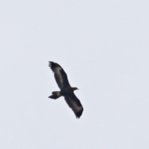 Aquila audax at Jerrabomberra, NSW - 19 Aug 2016