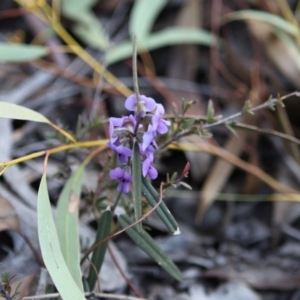 Hovea heterophylla at Jerrabomberra, NSW - 19 Aug 2016 12:00 AM