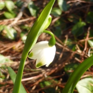 Leucojum aestivum at Isaacs, ACT - 19 Aug 2016