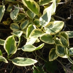 Vinca major (Blue Periwinkle) at Isaacs, ACT - 19 Aug 2016 by Mike