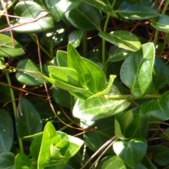 Vinca major at Isaacs, ACT - 19 Aug 2016 04:32 PM