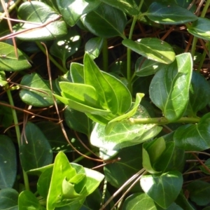 Vinca major at Isaacs, ACT - 19 Aug 2016 04:32 PM