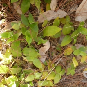 Tradescantia fluminensis at Isaacs, ACT - 19 Aug 2016