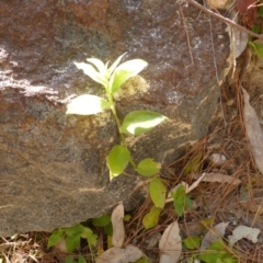 Tradescantia fluminensis at Isaacs, ACT - 19 Aug 2016 04:36 PM